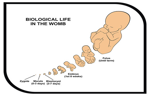 Life-in-womb-graphic
